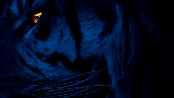 夜晚的老虎脸与发光的眼睛