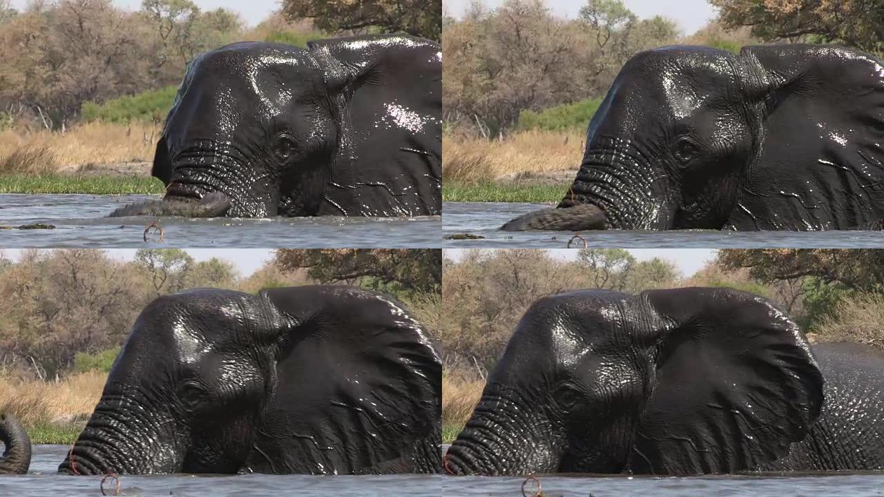 在奥卡万戈三角洲的一条河里游泳的公牛象