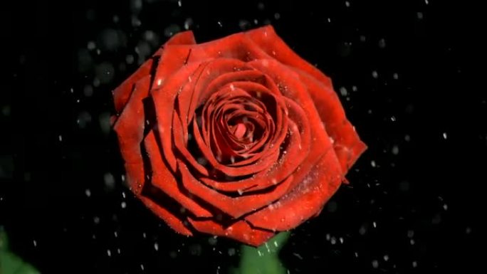 美丽的红玫瑰在超级慢动作被浇水