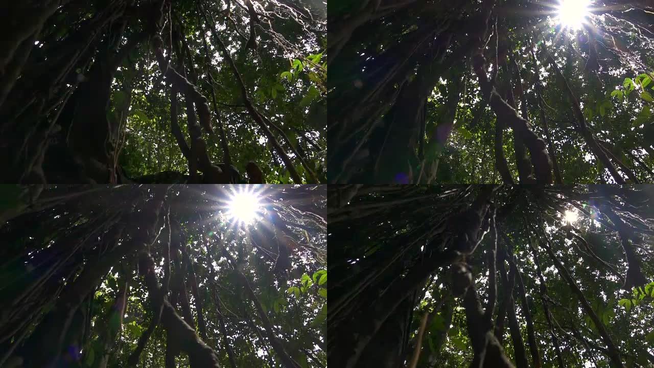 低角度视图: 阳光透过木本攀援植物的树冠照耀