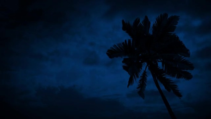 大风之夜的棕榈树