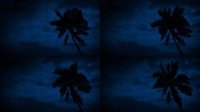 大风之夜的棕榈树