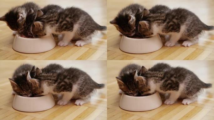 一窝小猫从食物碗里一起吃饭