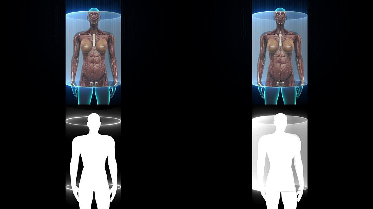 女性身体扫描肌肉结构。X射线。