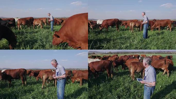 老年农民用平板电脑检查自由放养的牛