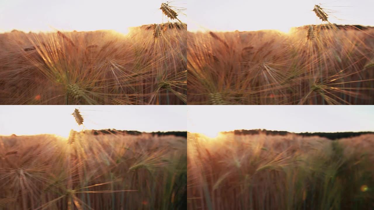 麦秆捕捉日落的金色光芒