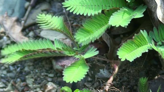 含羞草叶子缩回灵性植物生态绿植