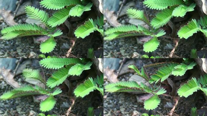 含羞草叶子缩回灵性植物生态绿植