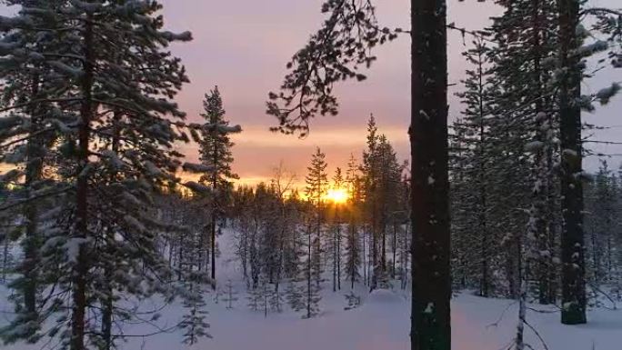 空中特写: 冬天晚上白雪皑皑的松树林后面的金色太阳