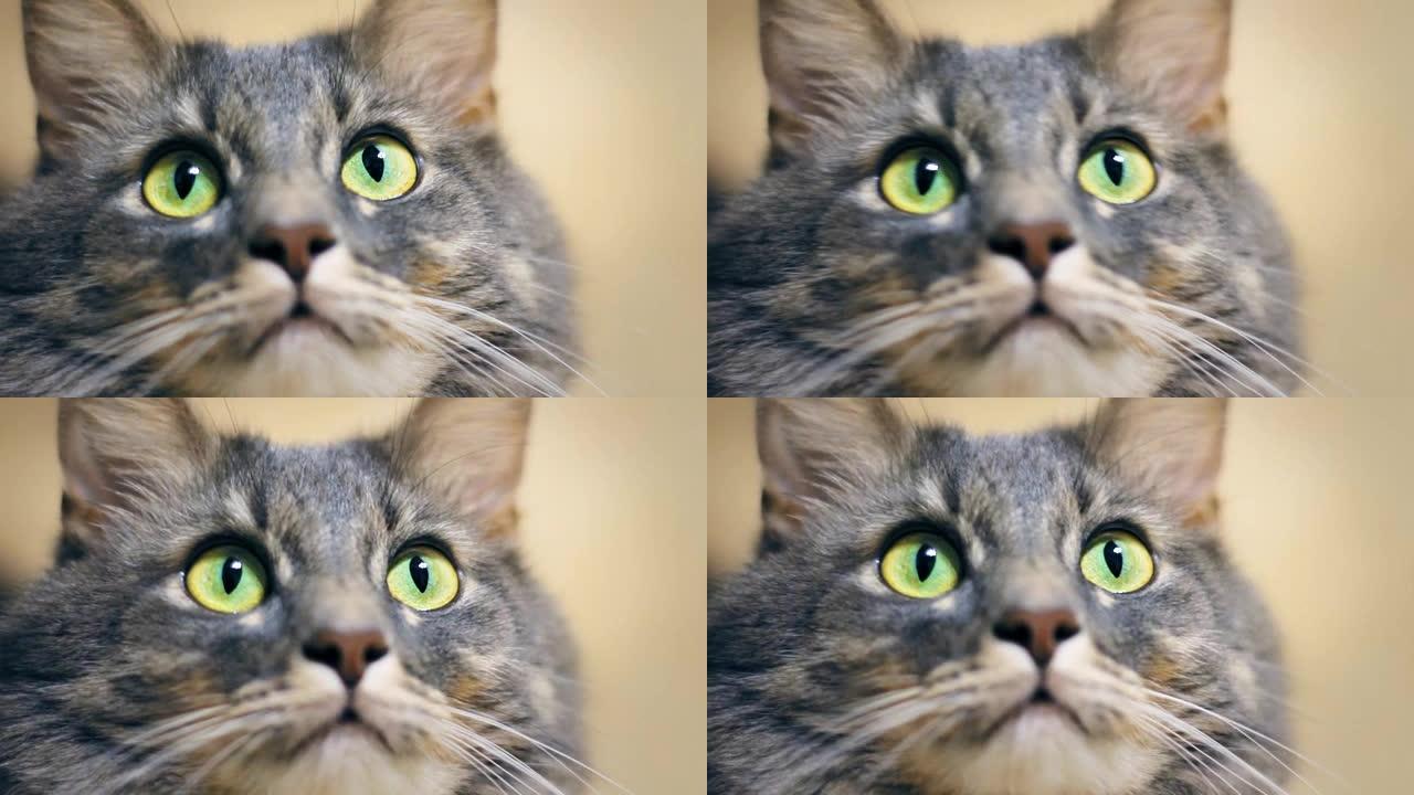 灰猫特写着绿色的大眼睛看着相机