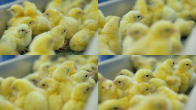 家禽饲养场上许多可爱的小鸡在家禽输送机上移动。4K。