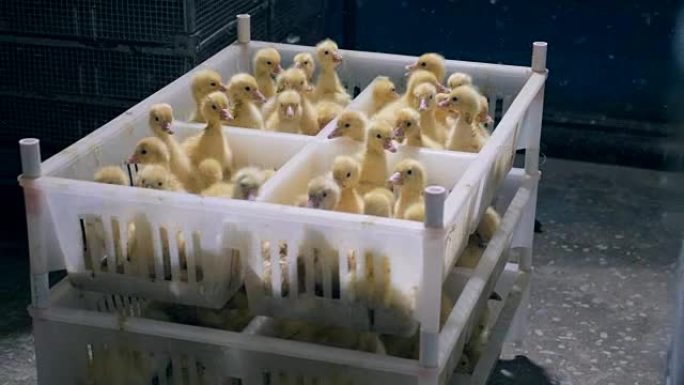 许多小鸭子在禽舍鸟舍的塑料盒里熙熙攘攘。