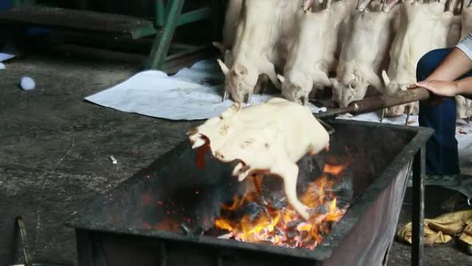 烤猪烤猪烧烤乳猪
