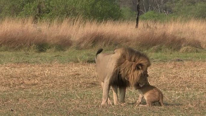 狮子雄性和三个月大的幼崽