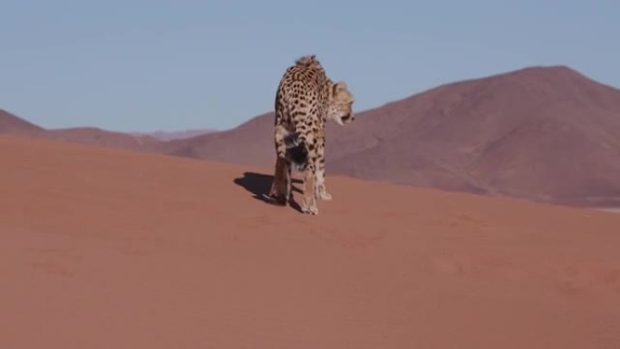 4k猎豹在纳米布沙漠的红色沙丘上行走