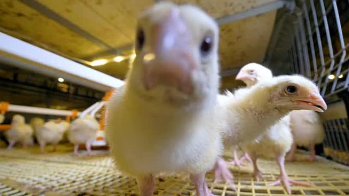 有趣的好奇鸡在养鸡场里看着镜头。养鸡场。