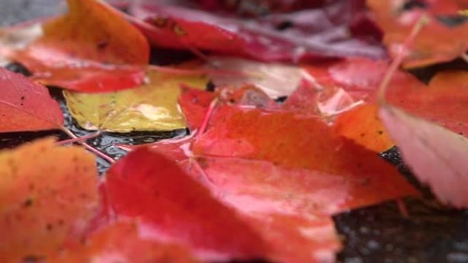 特写: 雨天秋日潮湿的彩色落叶躺在路上