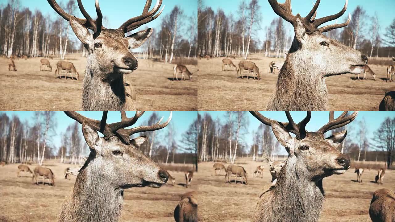 大棕色的鹿看着相机和咀嚼，背景上的一群动物。秋季草地