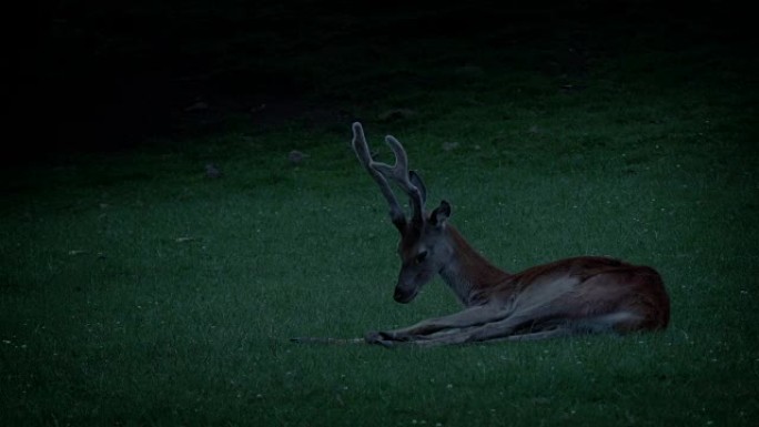 鹿晚上在草地上休息