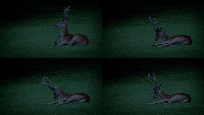 鹿晚上在草地上休息