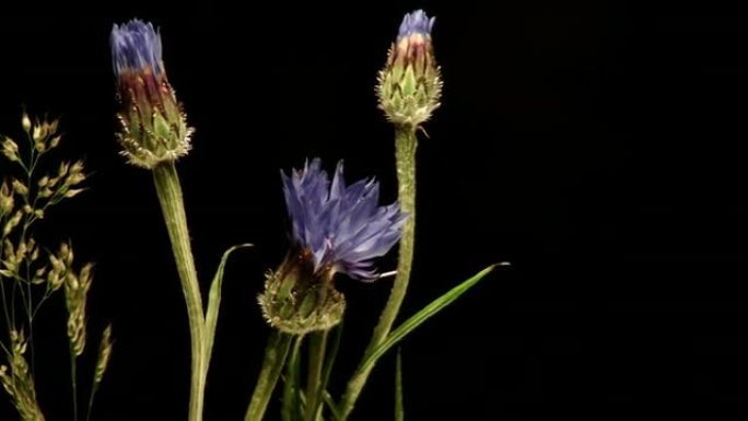 种植玉米花野菊花延时摄影