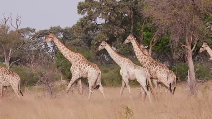 一群长颈鹿走过非洲的丛林草原，博茨瓦纳