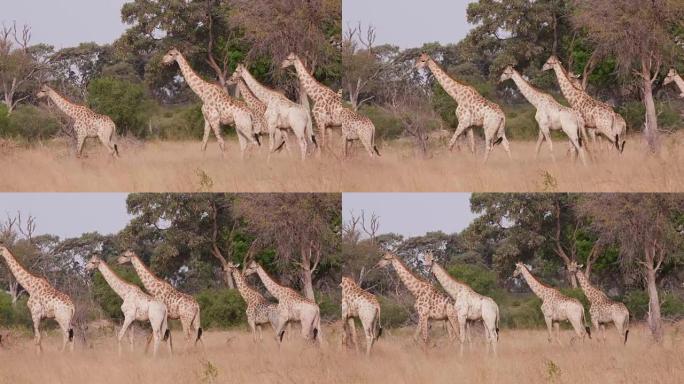 一群长颈鹿走过非洲的丛林草原，博茨瓦纳