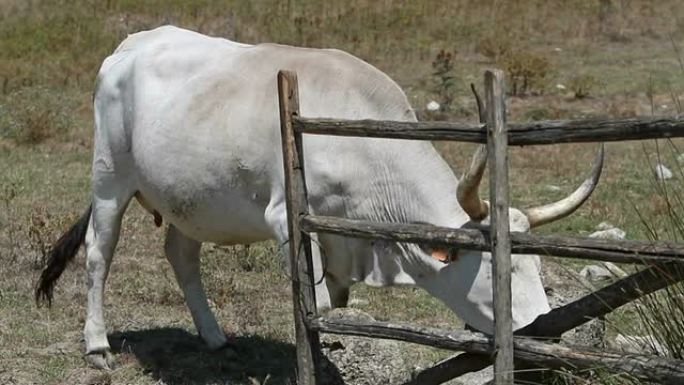 意大利马瑞玛产的奶牛在木头上抓伤