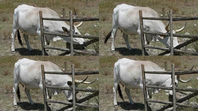 意大利马瑞玛产的奶牛在木头上抓伤