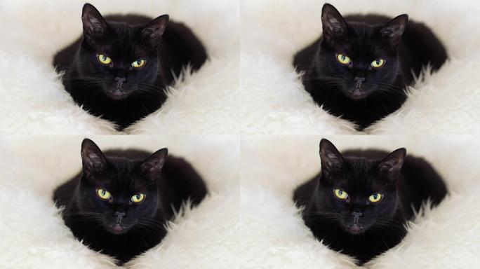 羊皮地毯上的黑猫。