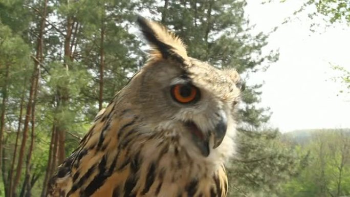 猫头鹰-特写野生动物保护生物生态飞翔飞鸟