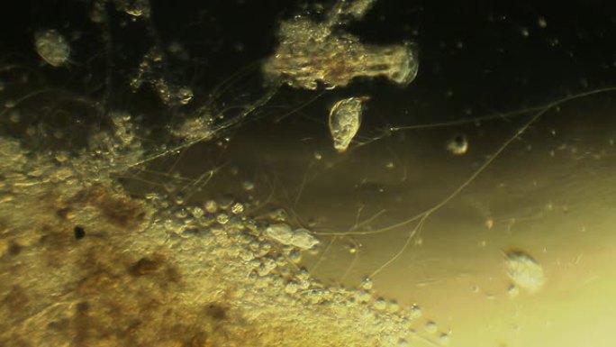 微生物-复制空间水生微观世界生命科学