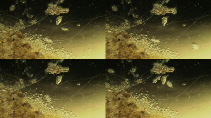 微生物-复制空间水生微观世界生命科学