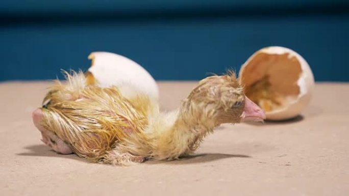 新孵化的小鸭正试图远离蛋壳