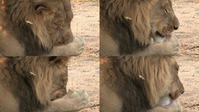雄性狮子舔爪子的镜头