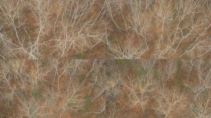 空中拍摄:光秃秃的秋日树冠在干燥多叶的森林地面上升起