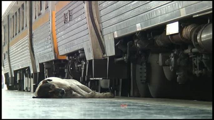 （HD1080i）酷热：火车抵达时，流浪的野狗睡着了