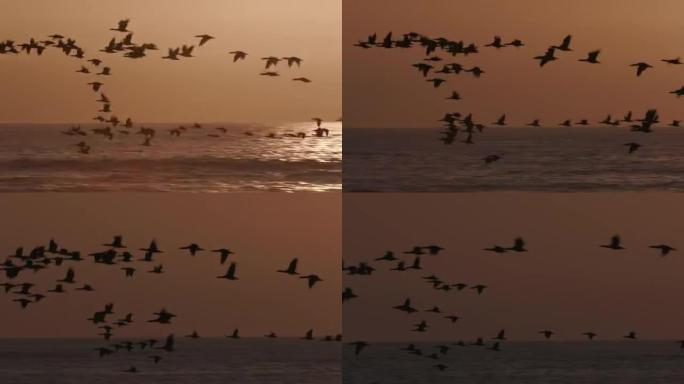 4k鸟儿在日落时在海上飞翔的景色