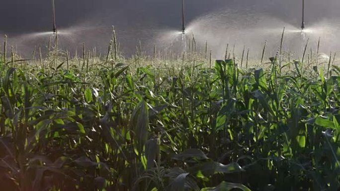 灌溉玉米地全景拍摄