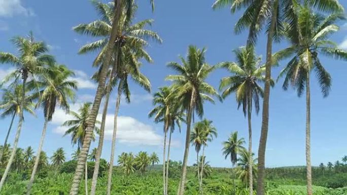 空中: 棕榈树冠层伸向完美的阳光明媚的蓝色夏日天空