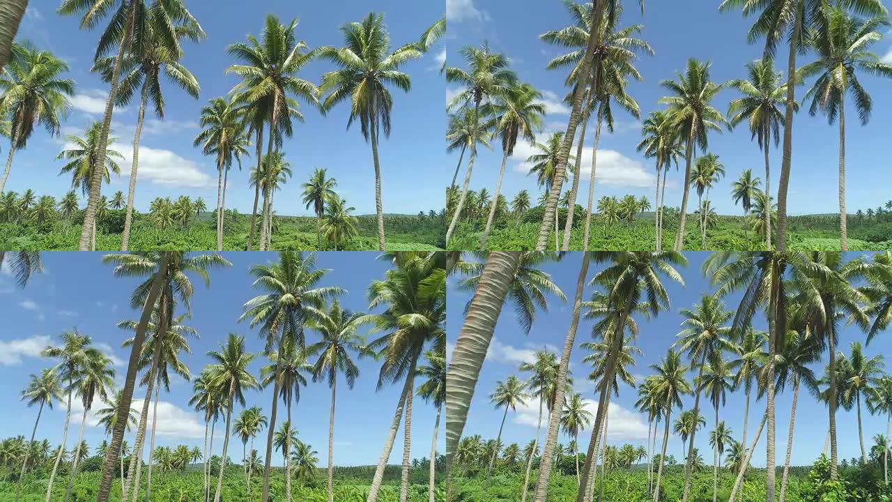 空中: 棕榈树冠层伸向完美的阳光明媚的蓝色夏日天空