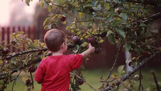 可爱的微笑的小男孩在夏天的户外帮助收集和从苹果树上捡苹果