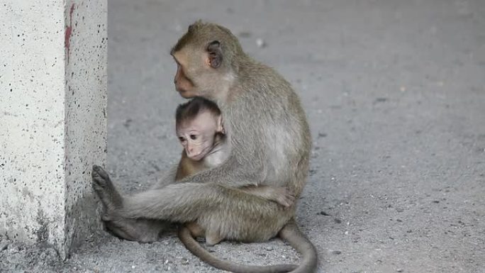 猴子宝宝在叫妈妈