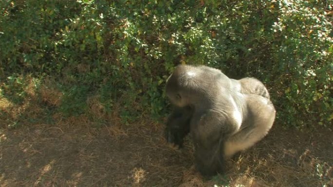 大猩猩充电动物园类人猿黑猩猩