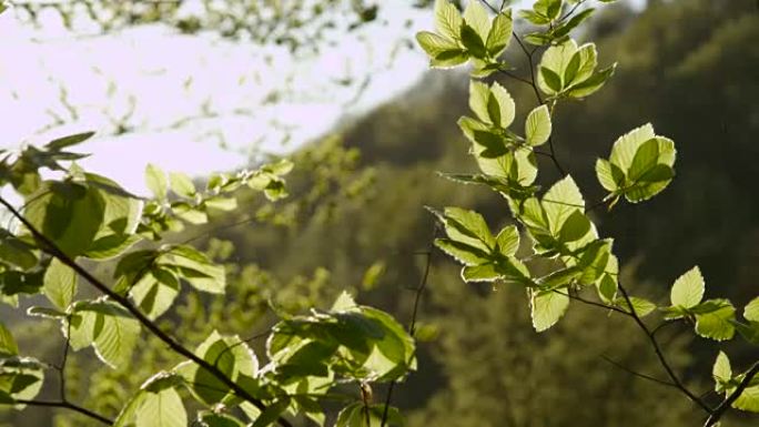 慢动作特写: 早春的阳光照在森林中的年轻树叶上