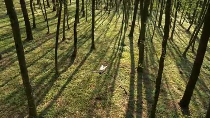 空中女人在充满野花的森林地面上放松