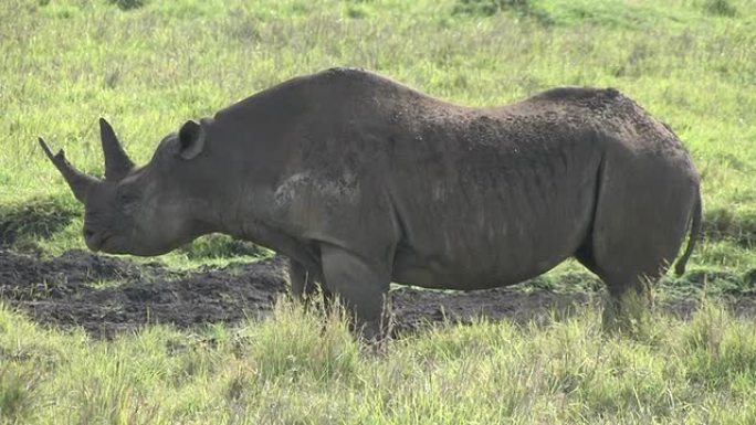 非洲野生动物园濒临灭绝的黑犀牛