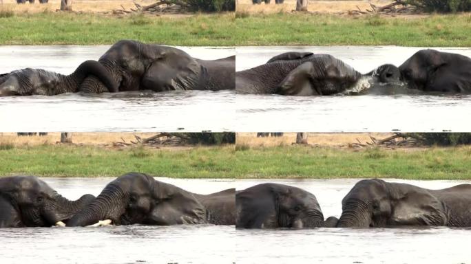 大象在奥卡万戈三角洲的一条河里游泳时互动和打架