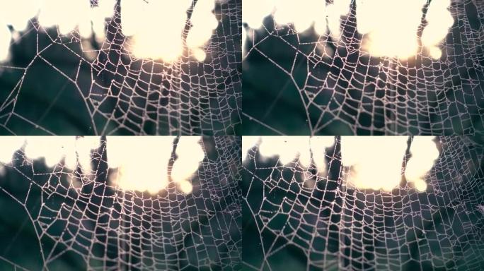 露水覆盖的蜘蛛网
