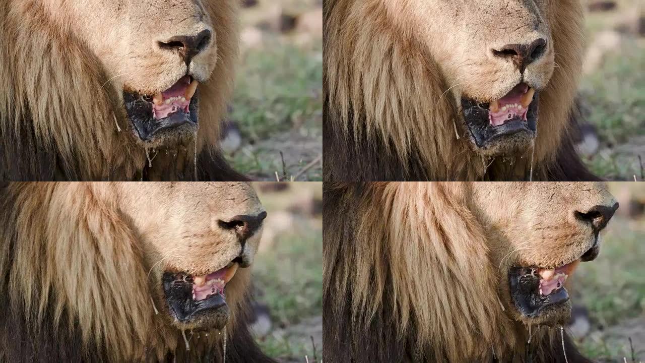 博茨瓦纳雄狮嘴显示门齿的特写